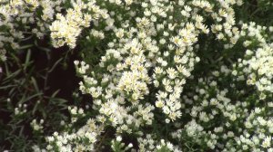 Астра вересковая кустовая.