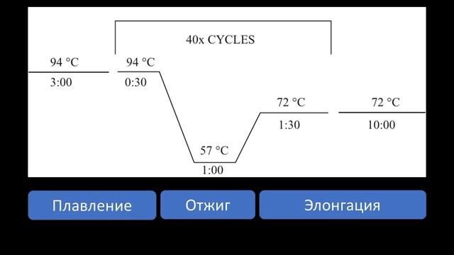 Максим Казарновский: "ПЦР (полимеразная цепная реакция)" смотреть онлайн