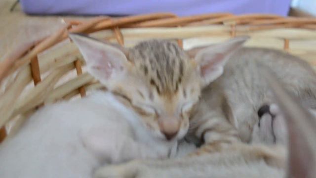 ориентальные котёнок смотреть онлайн