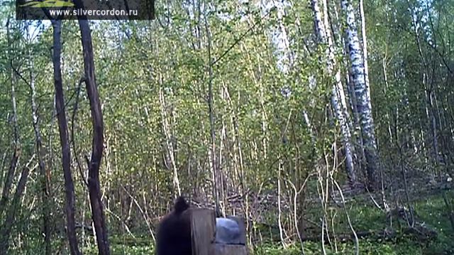 Молодой мишка на солонце смотреть онлайн