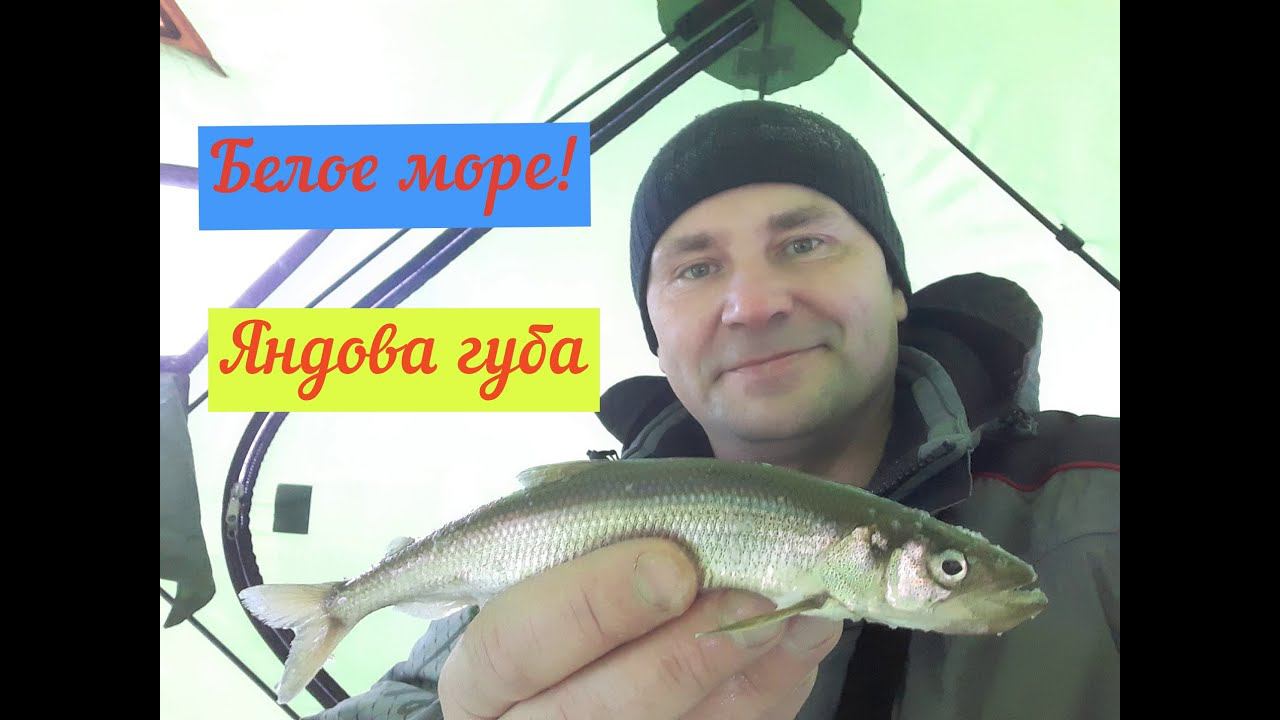 КОРЮХ!/БЕЛОЕ МОРЕ!/Яндова губа! смотреть онлайн