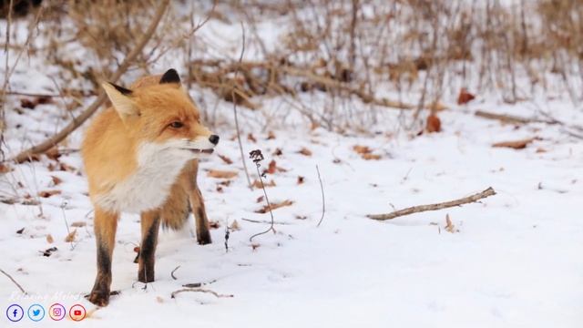 ЗИМА, СНЕГ. ЛЮБОВЬ! Волшебная музыка зимы! Одна из самых красивых, волшебных зимних мелодий смотреть онлайн