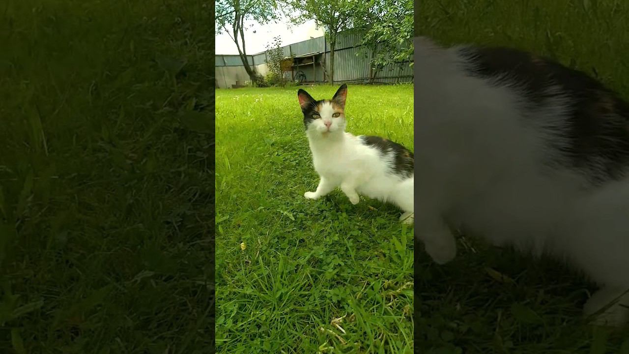 Дачные кошки огородницы  #кошачье #подворье #кошка #бродячийкот #straycats #дача #cat #straycats