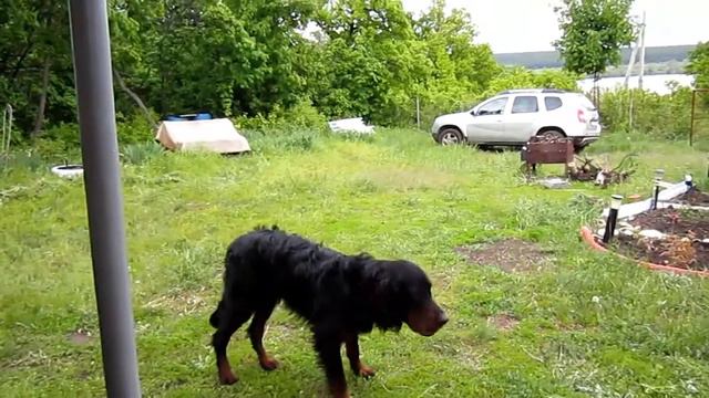 Собаки на даче 2017 смотреть онлайн