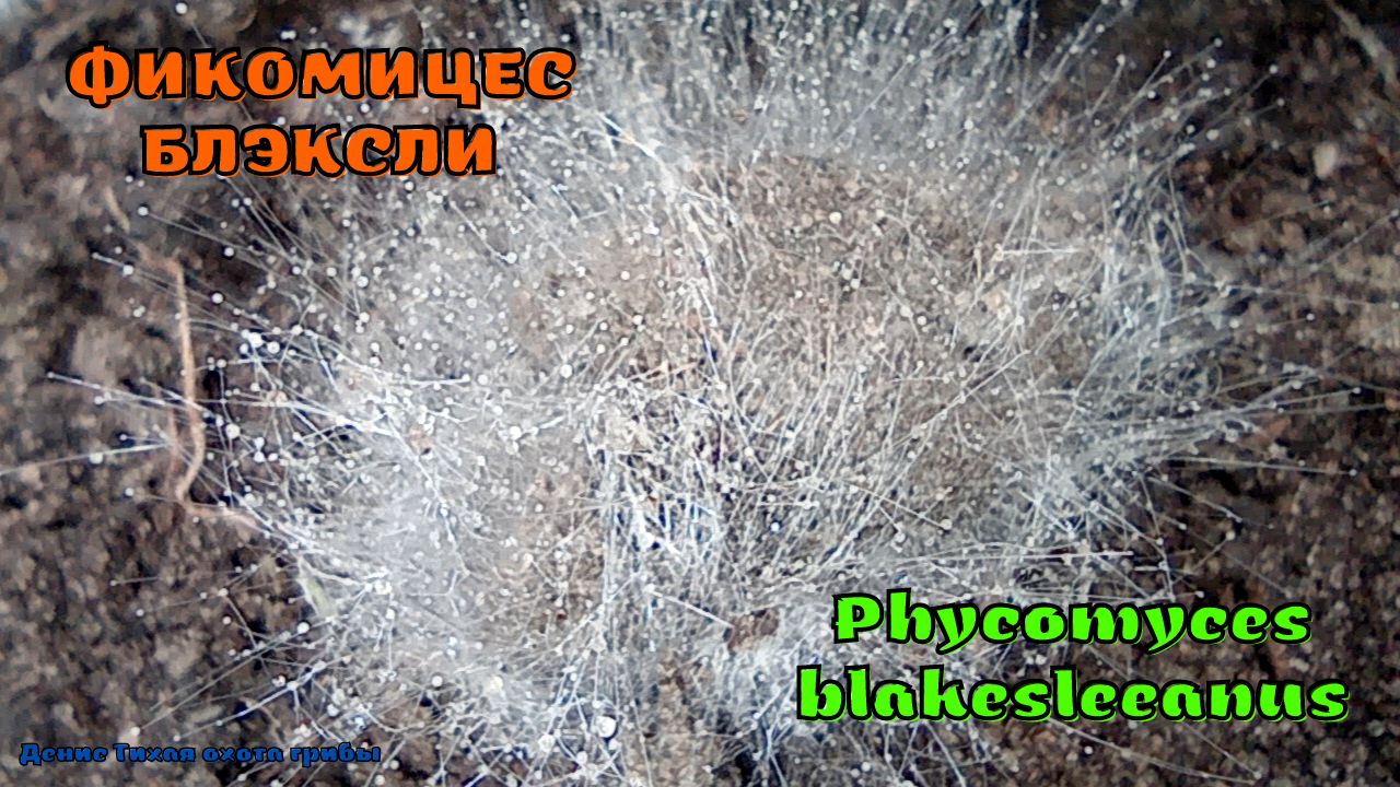 Фикомицес Блэксли | Phycomyces blakesleeanus смотреть онлайн