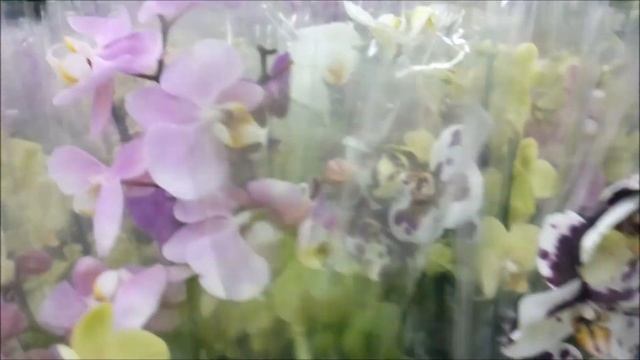 Обзор орхидей Мегастрой // Подарок от Анны Видяшевой/// смотреть онлайн