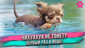 Чихуахуа опустили в бассейн! Ириска едет на вязку. На кухне весело!