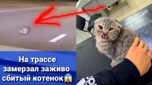 Котенка СБИЛА машина, потом мы нашли второго. УДАЛОСЬ ЛИ НАМ ИХ СПАСТИ
