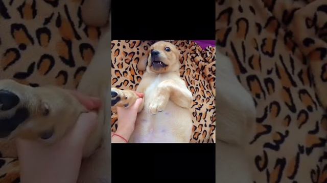 #пропал лабрадор#пропаласобакаминск#собакалогойск   #собакабеларусь #охотабеларусь #лабрадорминск