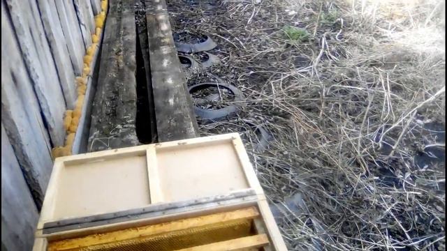 Свищевой Матке второй год, и кристаллизация мёда в кормовых рамках. смотреть онлайн