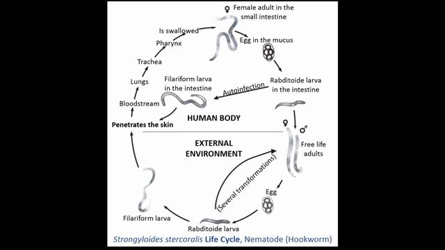 Угрица Кишечная Stongyloides stercoralis/ Морфология Размеры Жизненный Цикл Диагностика Профилактик смотреть онлайн