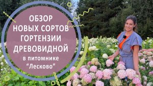 Обзор новых сортов гортензии древовидной в питомнике "Лесково"