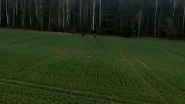 Лоси,на рапсе весной. смотреть онлайн