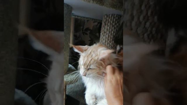 Персей уехал в Пермь! очень крупный, длинный парень красный мрамор на серебре! 89001986966 смотреть онлайн