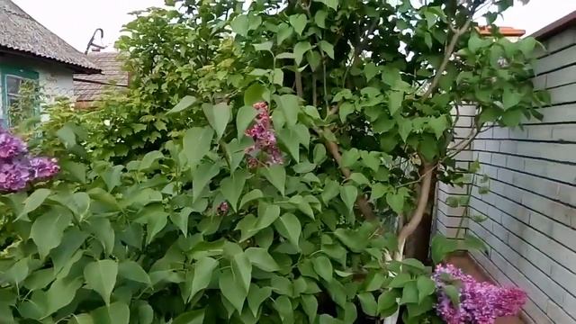 Запах сирени, исп. зас. арт. РФ В.Пьянов, комп. зас. арт. РФ А.Ткачук, стихи И.Головко