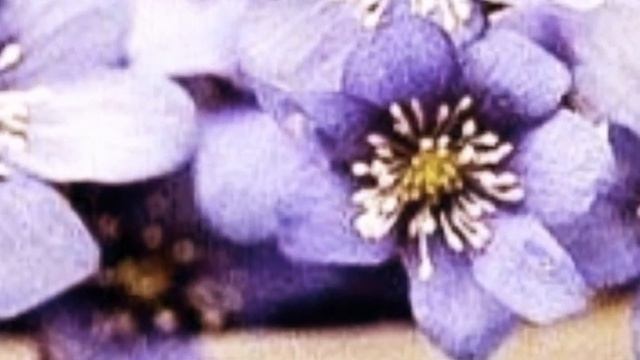 Доброе осеннее утро! смотреть онлайн