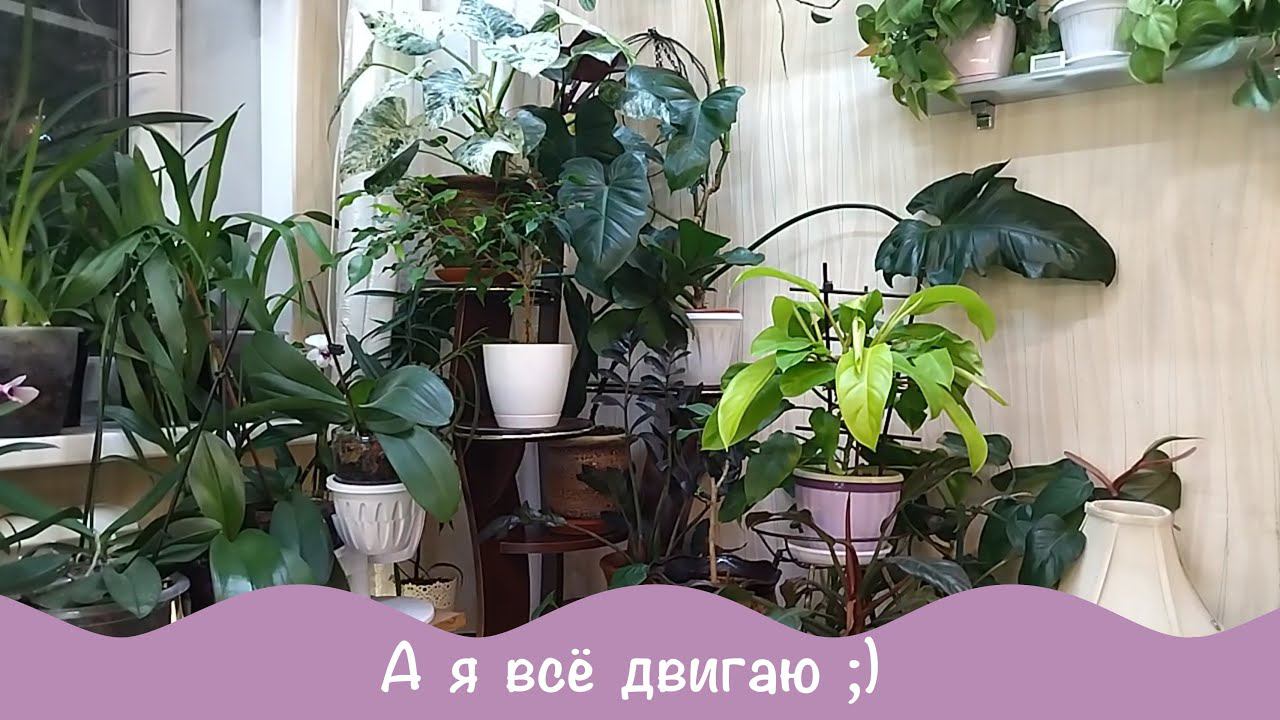 А всего лишь хотела пересадить драцены ))) смотреть онлайн