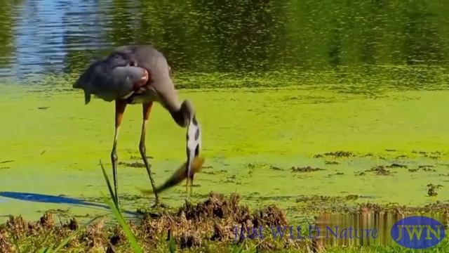 Большая серая цапля ловит рыбу. Она умеет не только рыбачить, но и съесть почти любого размера рыбу смотреть онлайн
