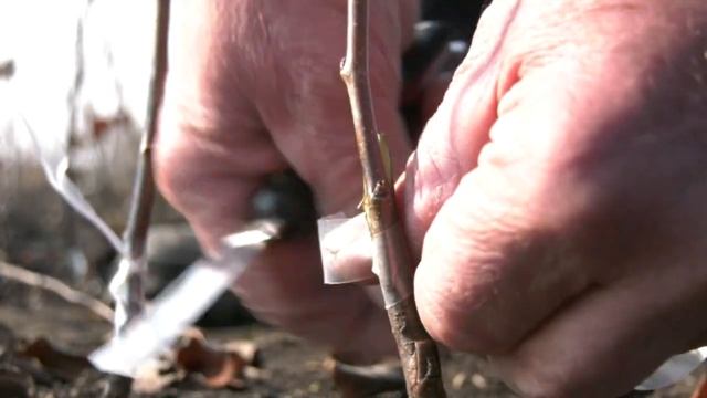 У ДАЧИ. ВЕСЕННЯЯ ПРИВИВКА. смотреть онлайн