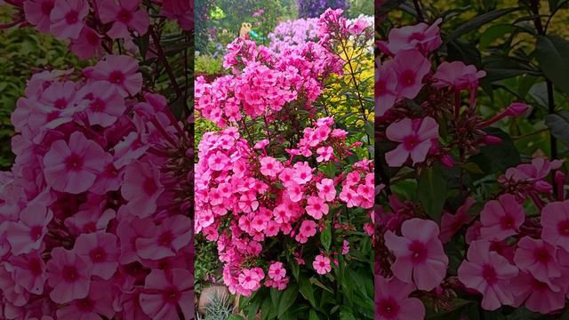 Загадочный флокс Аргус смотреть онлайн