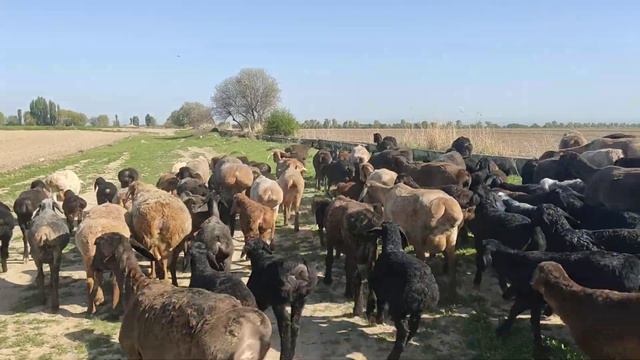 (984) после стрижи идем на пастбище смотреть онлайн