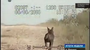 Чупакабра в Детчино