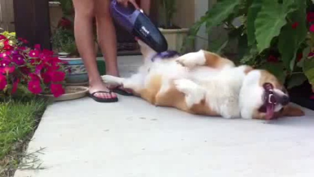 Собачке нравится, когда ее пылесосят смотреть онлайн