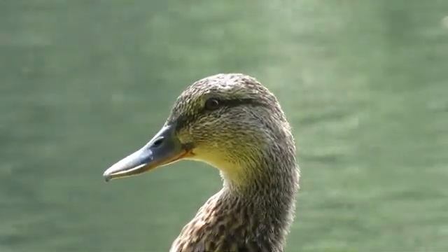 Утка кряква - вид в профиль смотреть онлайн