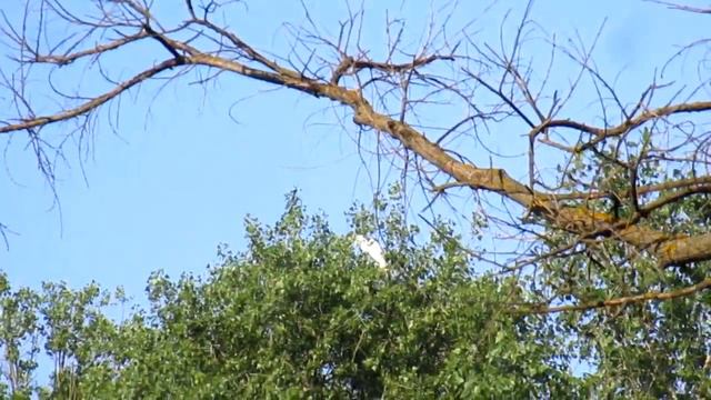 Bird great white egret call, sound. Wild nature sounds relaxation and meditation. Videos for cats смотреть онлайн