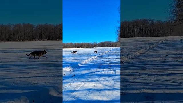 ? СКАЗАЛИ ПОКИНУТЬ СТРАНУ / ЧТО ДЕЛАТЬ ??? смотреть онлайн
