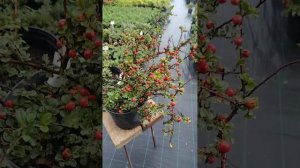 кизильник горизонтальный.