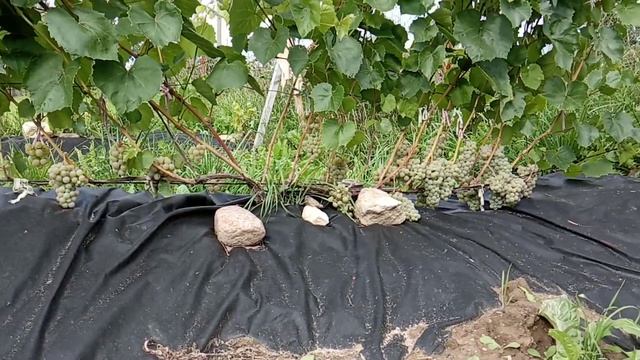 Виноград Фабел осенью 2021 смотреть онлайн