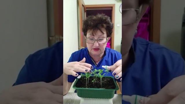 Остановка роста у рассады .Что сделать? смотреть онлайн