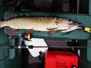 Pontoon 21 Gad 2019 Gancho. Полный обзор после двух сезонов