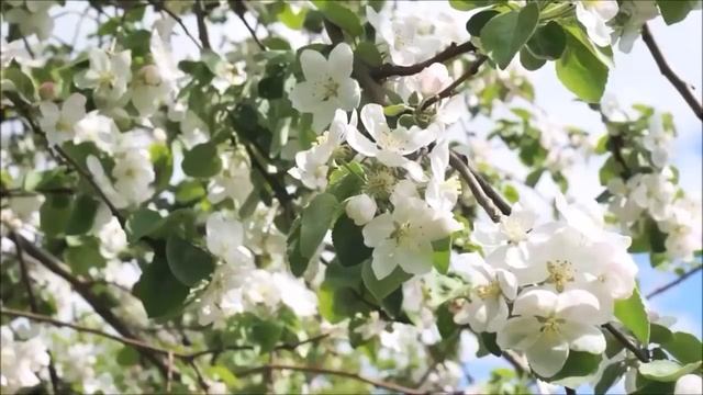 ПОЮЩИЙ СОЛОВЕЙ ИЗБАВИТ ЧЕЛОВЕКА ОТ ДЕПРЕССИИ,СТРЕССА И ГОЛОВНОЙ БОЛИ-наступает умиротворение и поко смотреть онлайн