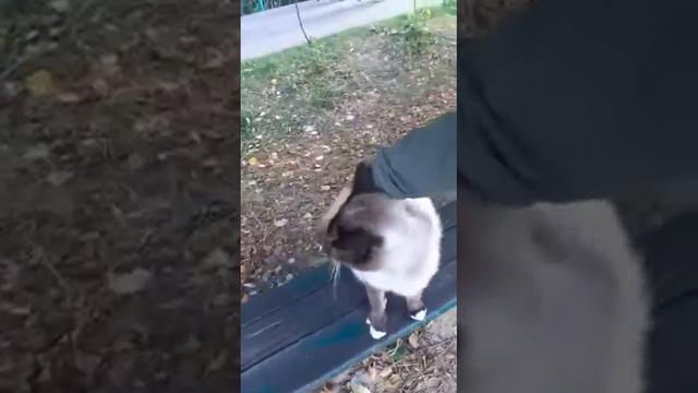 Самый ласковый СИАМСКИЙ КОТ в мире! смотреть онлайн