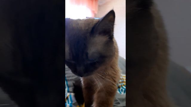 Мы называем его" Лекорь наш"😊🙃😉🐾🐾🐾🐾 смотреть онлайн