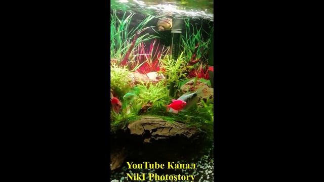 АКВАРИУМНЫЕ РЫБКИ. ТЕРНЕЦИИ ГЛОФИШ GloFish ??Совместимость с другими рыбками и креветками. смотреть онлайн