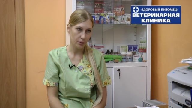 Усы, лапы , хвост Той терьер смотреть онлайн