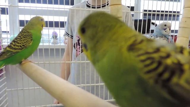 Мои волнистые попугаи