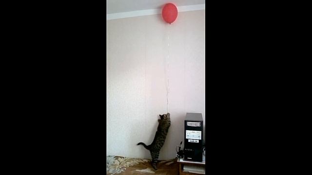 Кот и гелевый Шарик смотреть онлайн