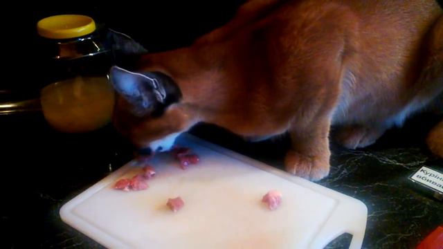 Кормление Каракала ( Feeding Caracal ) www.diamantardent.com смотреть онлайн