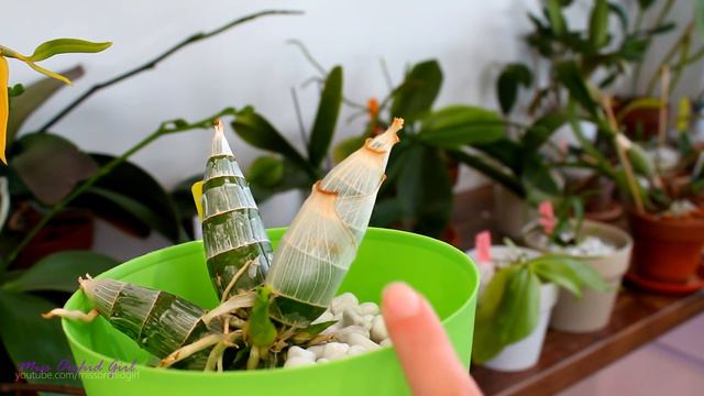 About heavy feeding Orchids - When more fertilizer is needed смотреть онлайн