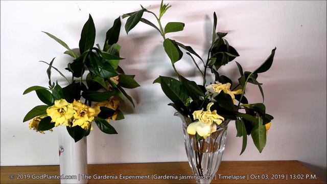 The Gardenia Experiment (Gardenia Jasminoides) | Oct 3, 2019 - Day 5