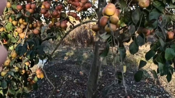 amazing Apple tree harvest. урожай яблок