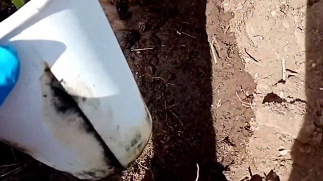 Рассада огурцов в двойном стакане, чем хорош метод? Высадка в теплицу 5.06.22 смотреть онлайн