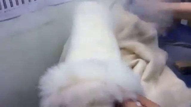 Вот так мы почистили паром светлое шерстяное пальто смотреть онлайн