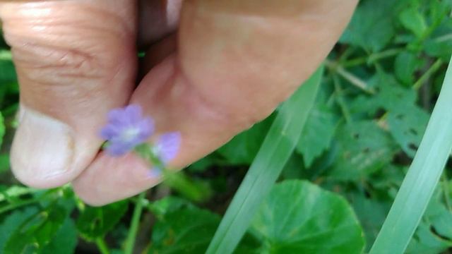 Verbena-de-Nanã/(Stachytarpheta jamaicencis) [Leitura na Descrição]#plantas смотреть онлайн