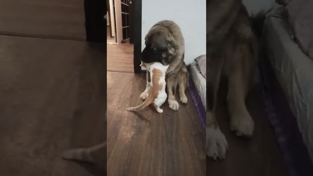 Настоящие друзья. Невозможно представить, что такое может быть на самом деле. смотреть онлайн