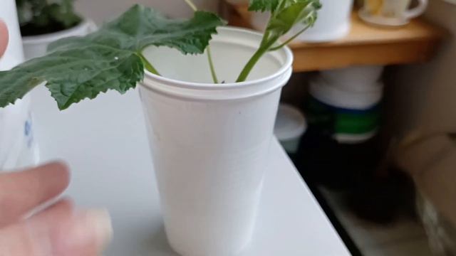 4 мая 2023 г. За окном идёт снег ❄️ а у нас на бАлконе весна 🍅🥒🧅😉 смотреть онлайн